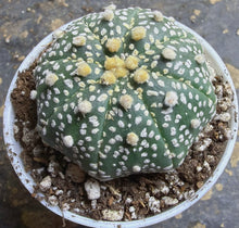 Load image into Gallery viewer, Astrophytum asterias （Starfish）
