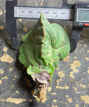 Load image into Gallery viewer, Astrophytum myriostigma
