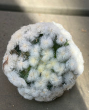Load image into Gallery viewer, Mammillaria plumosa (Parachute form)
