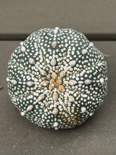 Load image into Gallery viewer, Astrophytum asterias 'Super Kabuyo
