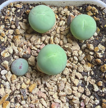 Load image into Gallery viewer, conophytum calculus
