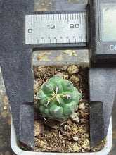 Load image into Gallery viewer, Turbinicarpus Negrita
