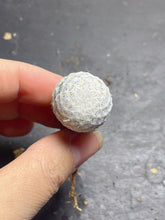 Load image into Gallery viewer, Mammillaria herrerae
