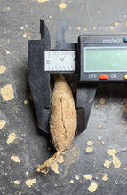 Load image into Gallery viewer, Operculicarya pachypus
