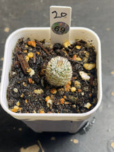 Load image into Gallery viewer, Mammillaria perezdelarosae subs. andersoniana(69)

