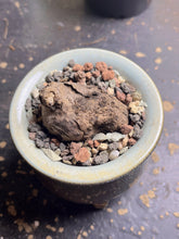 Load image into Gallery viewer, Stephania Nova
