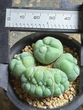 Load image into Gallery viewer, Lophophora peyote crested

