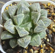 Load image into Gallery viewer, Haworthia
