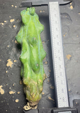 Load image into Gallery viewer, Boobie Cactus’ Myrtillocactus
