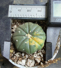 Load image into Gallery viewer, Astrophytum asterias

