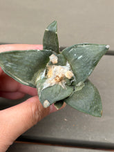 Load image into Gallery viewer, Ariocarpus retusus
