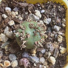 Load image into Gallery viewer, Sarcocaulon peniculinum
