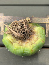 Load image into Gallery viewer, Astrophytum asterias
