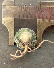 Load image into Gallery viewer, Astrophytum asterias
