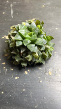 Load image into Gallery viewer, Haworthia heidelbergensis variegated
