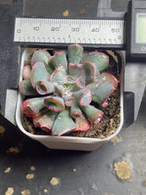 Load image into Gallery viewer, Echeveria trumpet pinky
