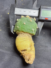 Load image into Gallery viewer, Lophophora peyote
