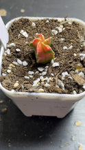 Load image into Gallery viewer, Astrophytum myriostigma variegated
