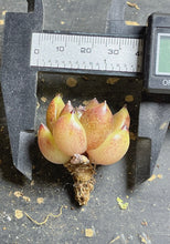 Load image into Gallery viewer, Echeveria &#39;Murasaki Suisho&#39;
