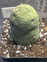 Load image into Gallery viewer, Pseudolithos migiurtinus
