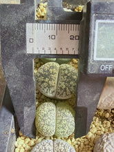 Load image into Gallery viewer, Lithops lesliei var. venteri 'Shiro-Bentengyoku'
