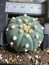 Load image into Gallery viewer, Astrophytum asterias
