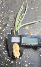 Load image into Gallery viewer, Astrophytum caput-medusae
