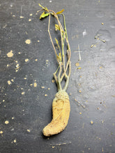 Load image into Gallery viewer, Fockea edulis
