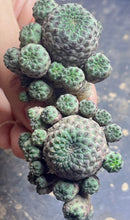 Load image into Gallery viewer, Rebutia rauschii f. Rubra
