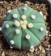 Load image into Gallery viewer, Astrophytum asterias
