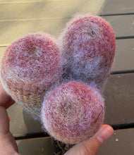 Load image into Gallery viewer, Echinocereus rigidissimus var.
