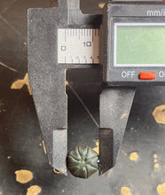 Load image into Gallery viewer, Astrophytum asterias purple
