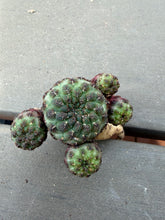 Load image into Gallery viewer, Rebutia rauschii
