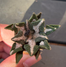 Load image into Gallery viewer, Ariocarpus kotschoubeyanus
