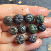 Load image into Gallery viewer, Astrophytum asterias purple
