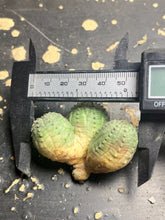 Load image into Gallery viewer, Euphorbia obesa
