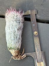 Load image into Gallery viewer, Echinocereus canus
