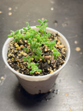 Load image into Gallery viewer, Drosanthemum sp （big）
