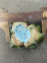 Load image into Gallery viewer, Ariocarpus kotschoubeyanus
