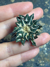 Load image into Gallery viewer, Ariocarpus kotschoubeyanus
