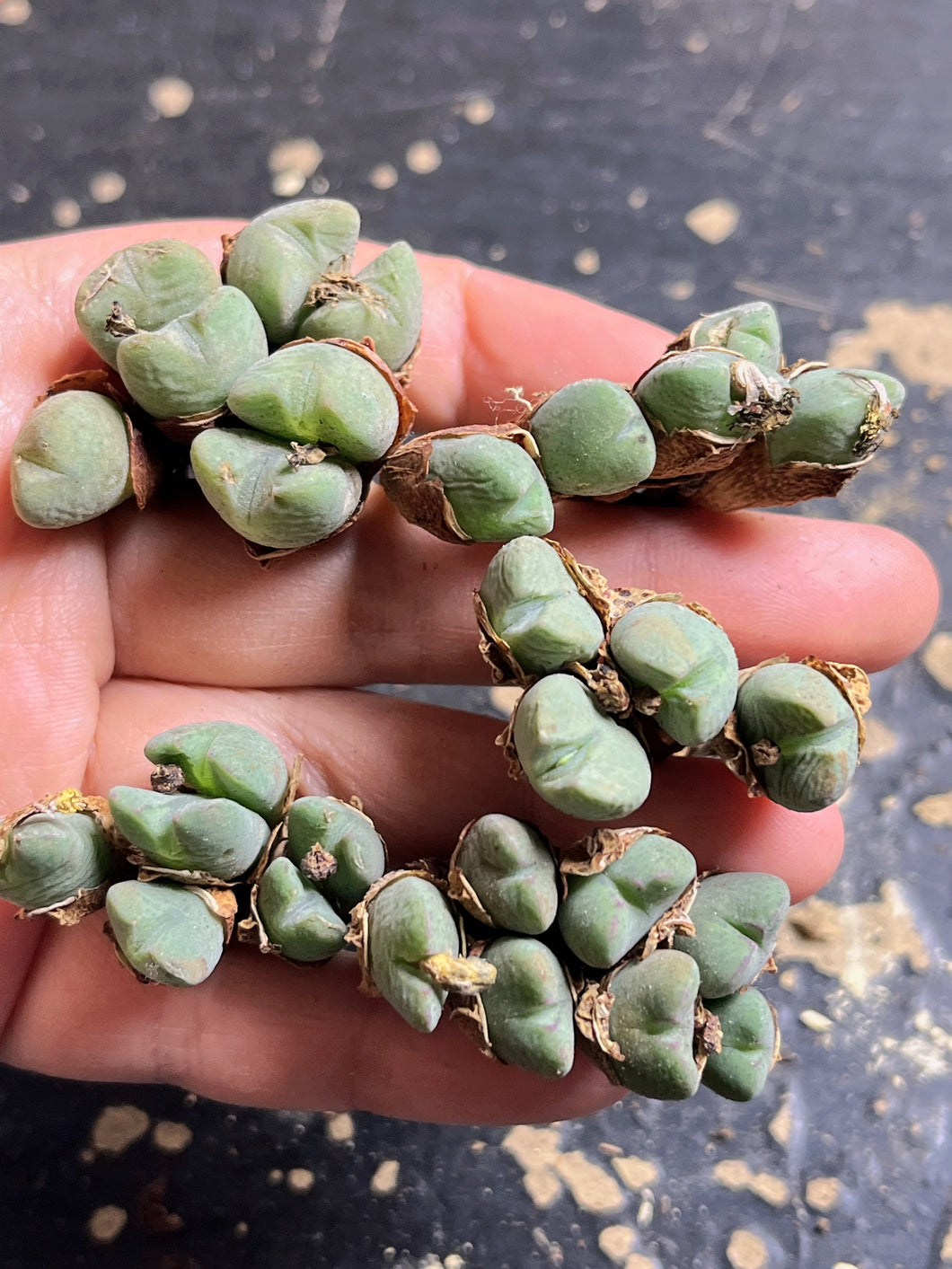 conophytum （ A clusters)