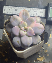 Load image into Gallery viewer, Graptopetalum superbum variegated
