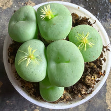 Load image into Gallery viewer, conophytum wettsteinii
