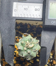 Load image into Gallery viewer, Turbinicarpus klinkerianus Huizache
