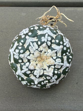 Load image into Gallery viewer, Astrophytum asterias 'Super Kabuto V-Type
