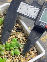 Load image into Gallery viewer, Conophytum marginatum ssp.
