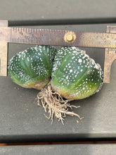 Load image into Gallery viewer, Astrophytum asterias
