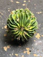 Load image into Gallery viewer, Stenocactus phyllacanthus Variegate
