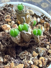 Load image into Gallery viewer, Monilaria obconica
