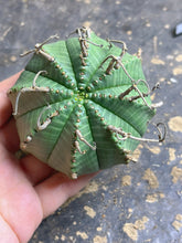 Load image into Gallery viewer, Euphorbia Meloformis subsp. Valida
